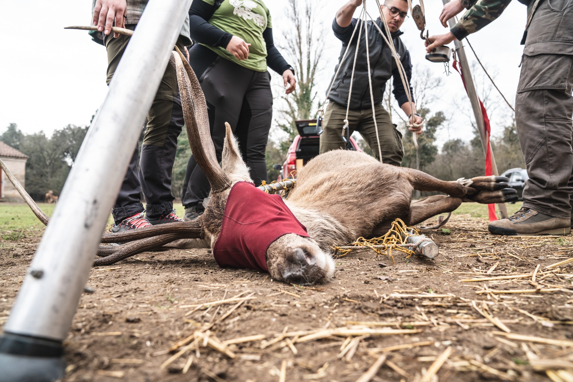 Operazione Cervo Italico