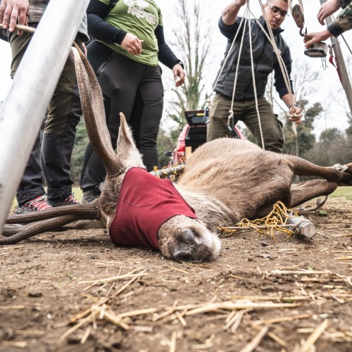 Operazione Cervo Italico