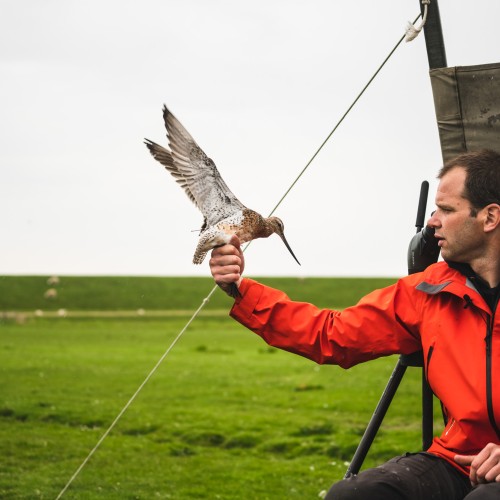 Le grandi migrazioni