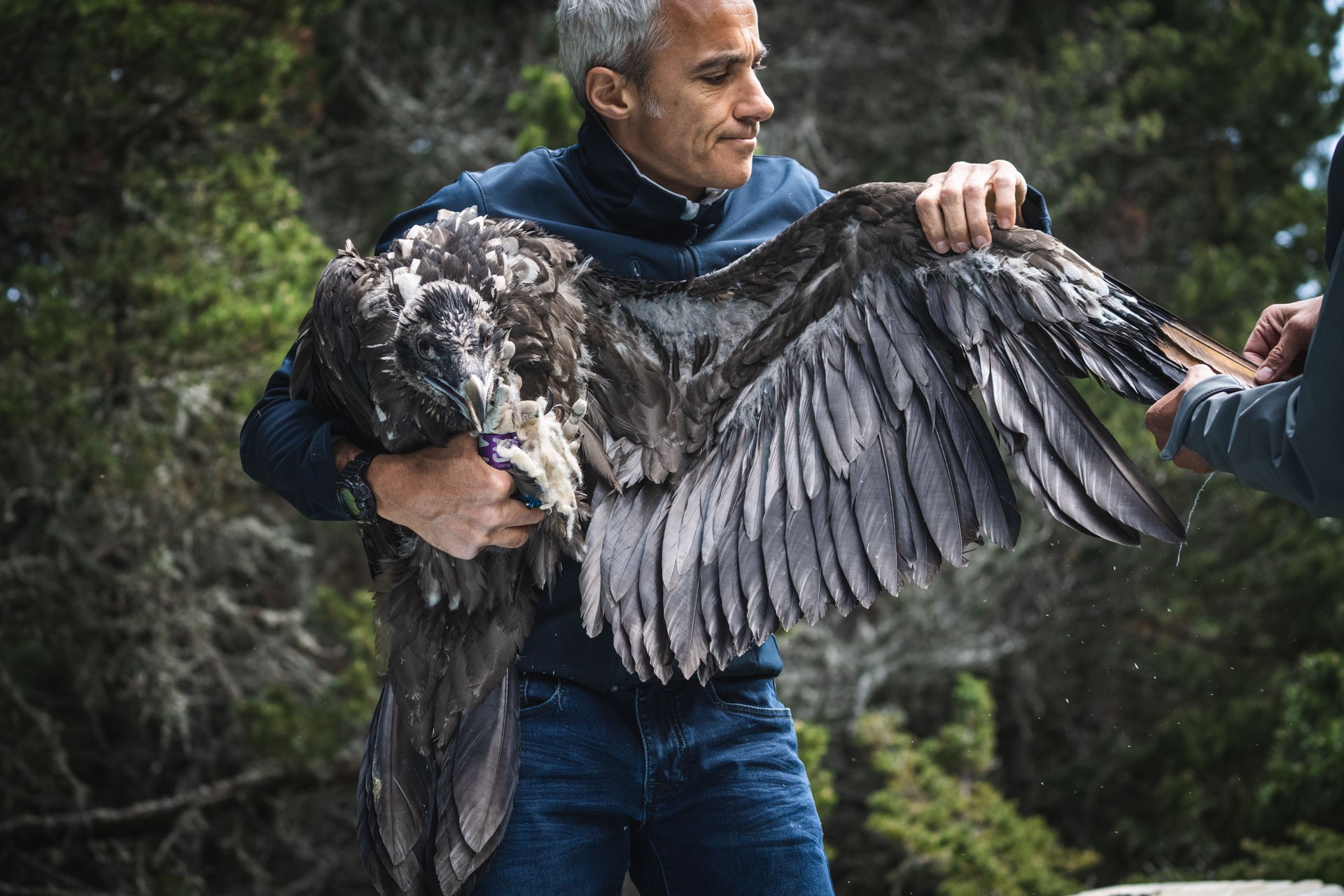 Il ritorno degli avvoltoi