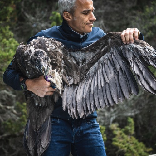 Il ritorno degli avvoltoi