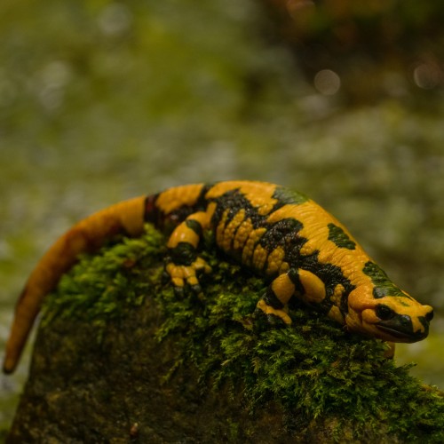 Attraverso l'Aspromonte