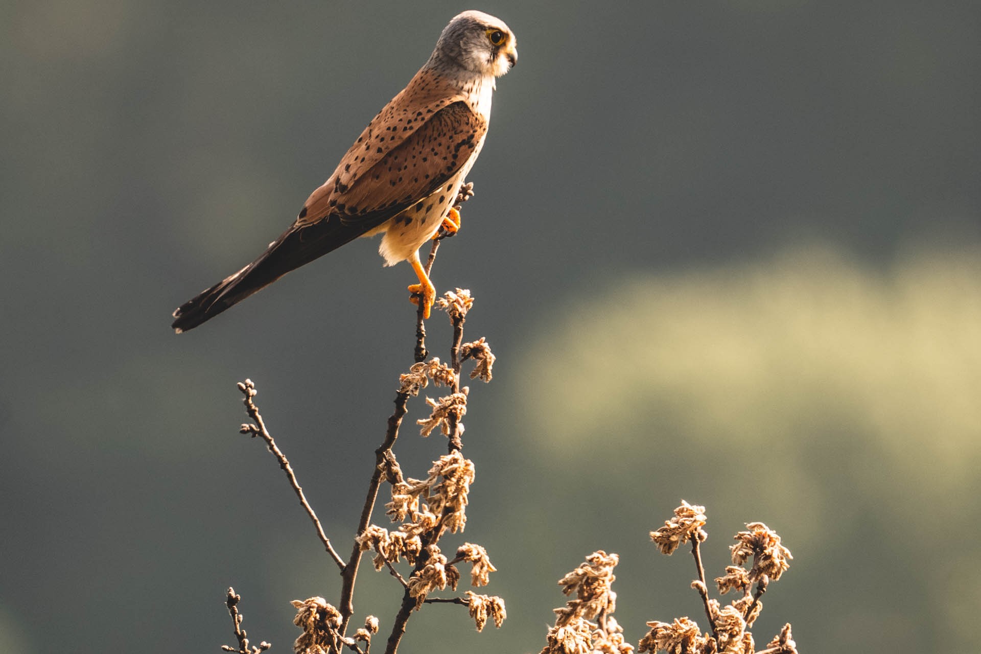 Riscoprire l'antico Danubio