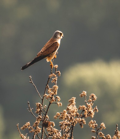 Riscoprire l'antico Danubio 