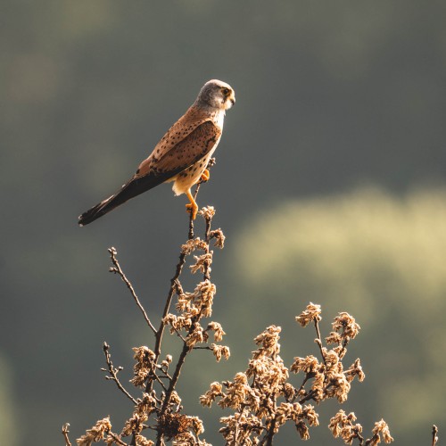 Riscoprire l'antico Danubio