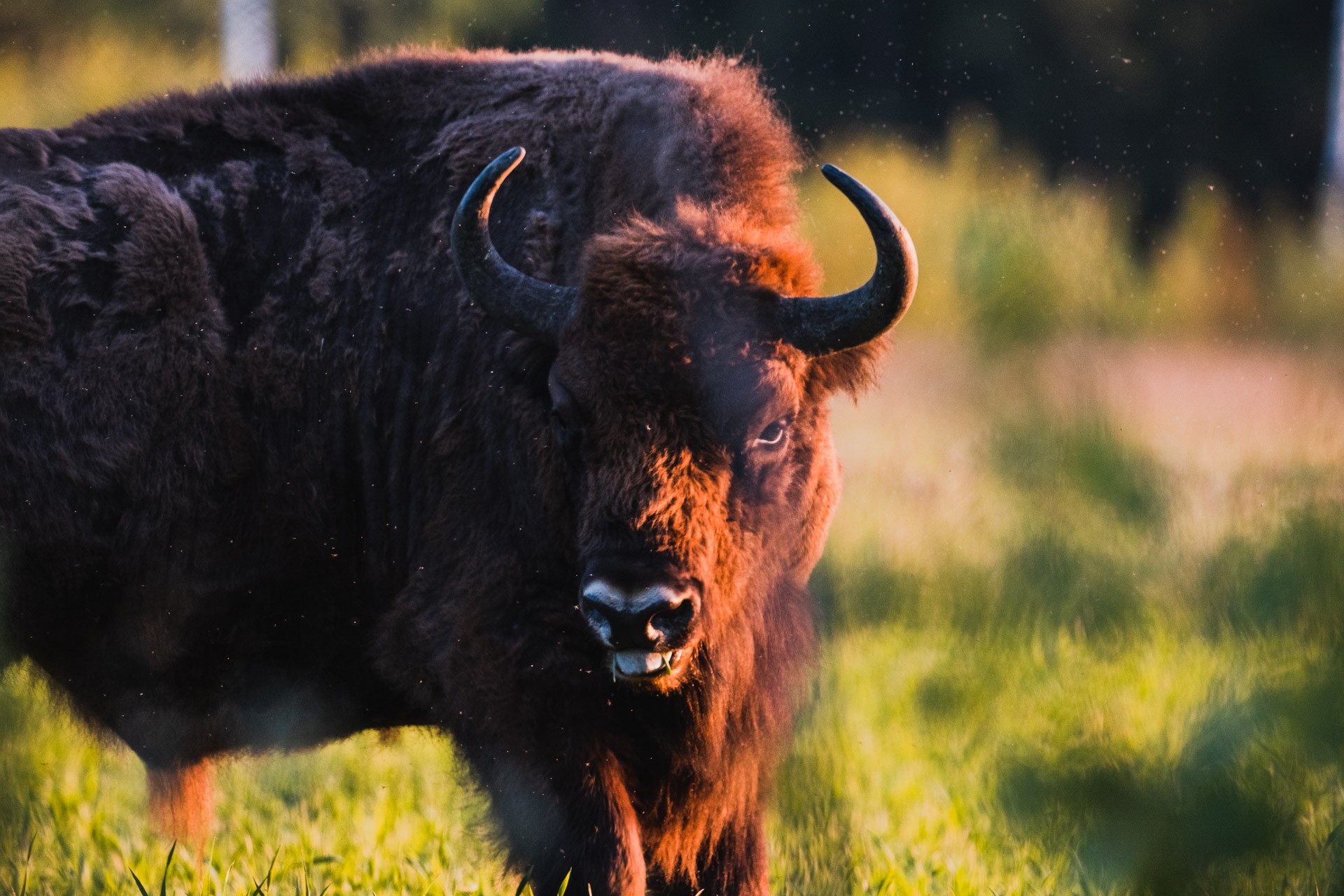 Fight for the forest