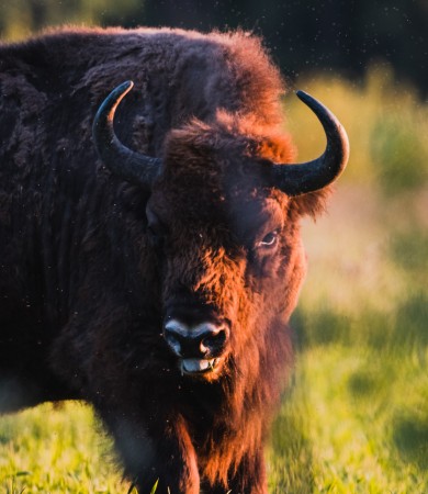 Fight for the forest 