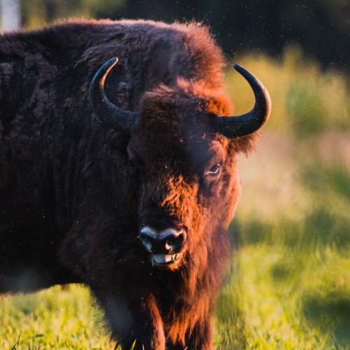 Fight for the forest