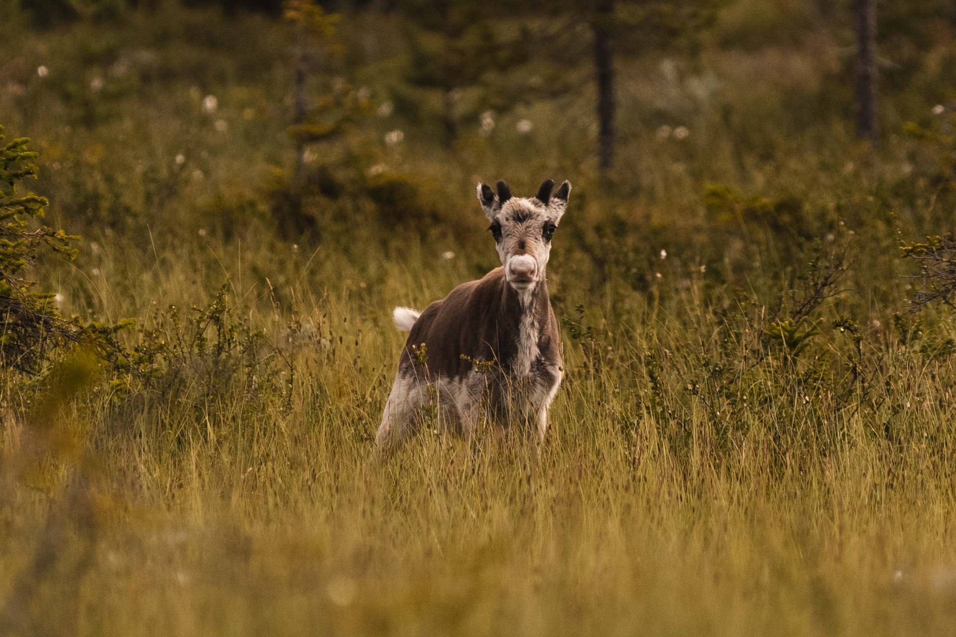 Gli ultimi abitanti della foresta