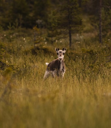 Gli ultimi abitanti della foresta 