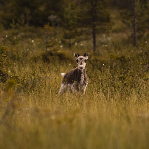 Gli ultimi abitanti della foresta